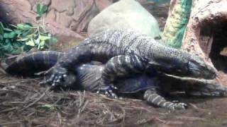 Bronx Zoo Mating Rituals [upl. by Ardnasal]