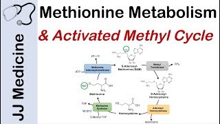 Methionine Metabolism and Activated Methyl Cycle  Pathway and Purpose [upl. by Cacka]