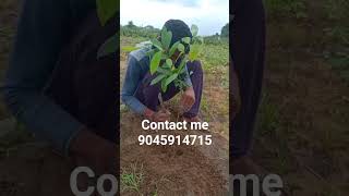 African Mahogany Plant  100 Home Delivery And Plantation Free [upl. by Ahdar]