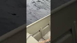 fishing seguin ontariofishing catchandrelease familyfun [upl. by Eerdna]