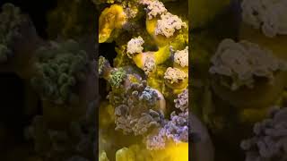 Bubble in Hammer Coral is causing 3 way splitting… mixed reef [upl. by Clova]