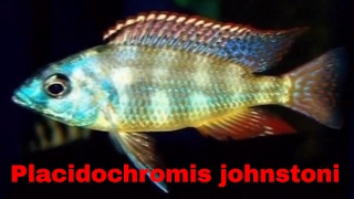 Uncommon amp Beautiful African Cichlid Placidochromis johnstoni [upl. by Llenahs]