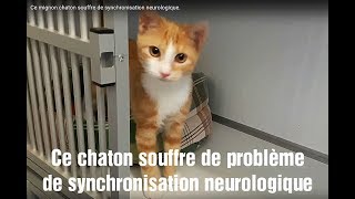 Ce mignon chaton souffre de synchronisation neurologique Adopté [upl. by Kcirdehs]