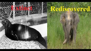 Extinct and Rediscovered Animals [upl. by Filmer539]