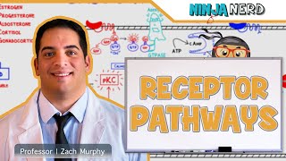 Endocrinology  Receptor Pathways [upl. by Dyson827]