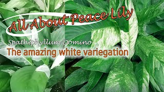 THE AMAZING PEACE LILY DOMINO VARIEGATED [upl. by Aenej]