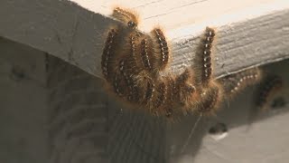 Browntail moth outbreak worst it has been since arriving in Maine [upl. by Mariska]