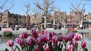 Beautiful Tulips in Amsterdam  Spring 2019 [upl. by Edyaw227]