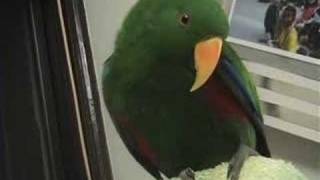 Riley the Amazing Talking Parrot  Best Bits [upl. by Ruosnam]