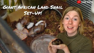 Giant African Land Snail SetUp  Leaf Eater [upl. by Ffilc]