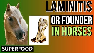 Laminitis in Horses Signs Prevention Nutrition [upl. by Krein]