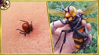 30 Most Dangerous Insects In The World [upl. by Enavi676]