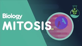 Mitosis  Stages of Mitosis  Cells  Biology  FuseSchool [upl. by Adest]