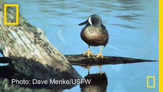 Gulf Spill Still Threatens Millions of Migrating Birds  National Geographic [upl. by Kehoe289]