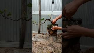 बोनसाई Membuat bonsai berfungsi [upl. by Nomead]