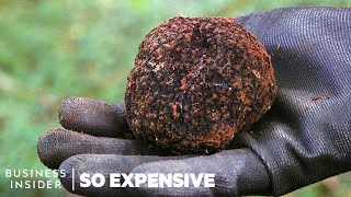 Why Real Truffles Are So Expensive  So Expensive [upl. by Nnovahs]