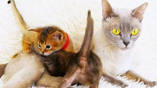 Burmese cat feeding kittens that are not hers [upl. by Hayton592]