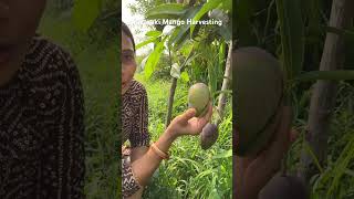 Miyazaki Mango Harvesting for first time organiclife happiness miyazakimango [upl. by Herc]