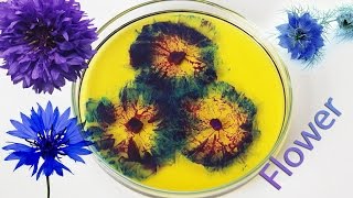 Chemical flower Experiment Sodium reaction [upl. by Baal258]