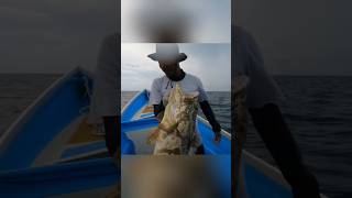 Rawai ikanikanbesar rawai rawaiikan kerapu kakapjenaha ikankerapu kakapmerah fishing [upl. by Sparke]