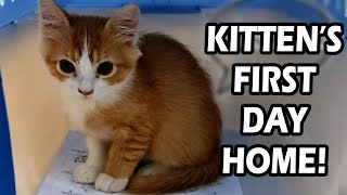 Adopting A Kitten  Cats First Days Home [upl. by Errehs]