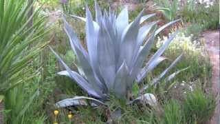 AGAVES an overview [upl. by Enixam]