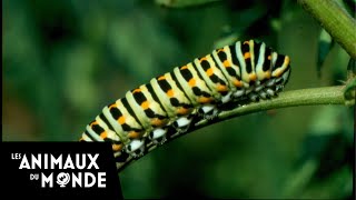 Les insectes  De la prairie à la haie  Un monde dinsectes [upl. by Nylssej]