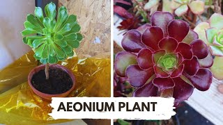 Aeonium plant care easy to propagatewinter growing tips [upl. by Oicinoid]