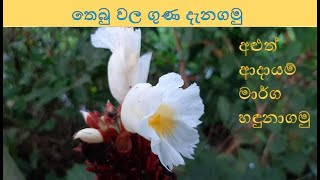 තෙබු ගැන දැනගමු  Thebu Herbal Plant  Scientific Name  Costus speciosus [upl. by Yelnoc357]