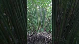 Bamboo Propagation Turning a clump into over 100 plants🎋 [upl. by Notecnirp44]