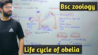 Obelia Characteristics  Life Cycle  Class Bsc Zoology [upl. by Edmea]