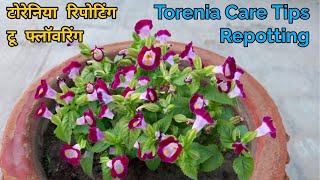 How to Grow and Care Torenia Plant  Torenia or wishbone flower plant care repotting [upl. by Annaitsirk399]