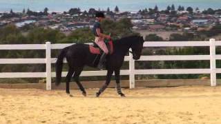 6TH Ride of the Dressage Career of the Standardbred [upl. by Kacerek256]