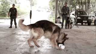 Cães reforçam o trabalho da Polícia Militar [upl. by Edgerton]