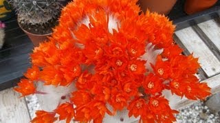 My Rebutia albipilosa cactus in bright orange bloom [upl. by Llerdnad972]