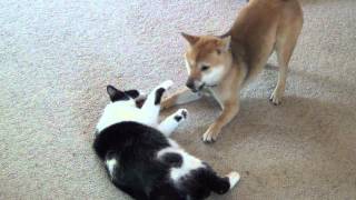 Shiba inu playing with cat [upl. by Caia68]