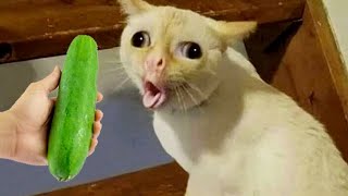 Funniest Animals 2023 😍 New Funny Cats and Dogs Videos 😻🐶 Part 3 [upl. by Radburn]