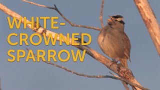 Whitecrowned Sparrow Song [upl. by Esinereb161]