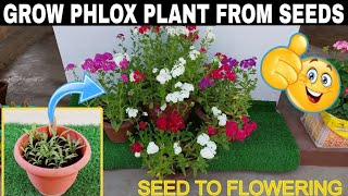 Easy Steps to Grow Phlox Plants From Seeds in Pot🪴SEED TO FLOWERING बीज से फ़्लॉक्स का पौधा उगाएँ🌱 [upl. by Ayin]