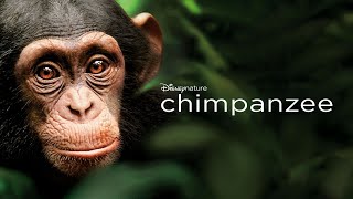 The Terrifying Truth About Chimpanzees [upl. by Annora]