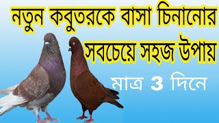 কবুতরকে বাসা চিনানোর সহজ উপায়  How to recognize the Pigeon home [upl. by Eidson]