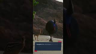 The Cassowary Attack in Australia [upl. by Esom]