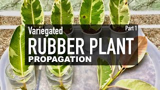 Rubber Plant Ficus Elastica Ficus Tineke Care amp Propagation  Indoor Plants  Part 1 [upl. by Ainiger]