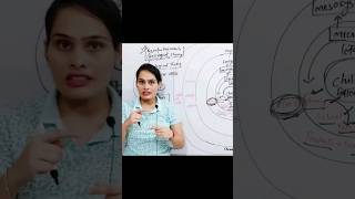 Bronfenbrenners Bioecological System Theory CDP for CTET and HTET by Pramila yaduvanshi [upl. by Baron]