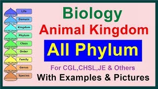 All Phylum  Kingdom Animalia  Biology [upl. by Boorman]