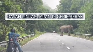 GAJAH LINTAS JALAN DI GERIK  PERTAMA KALI JUMPA GAJAH LINTAS JALAN DI GERIK [upl. by Little589]