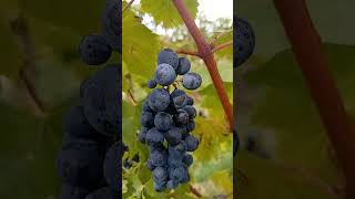 Pianta di uva nera carica di grappoli grape plants tree fruit floral nature shorts asmr [upl. by Ardehs]