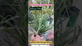 रजनीगंधा पौधे में ढेरों फूल कैसे पाएंCare of Rajnigandha PlantTuberose PlantYouTube ShortsShorts [upl. by Anilag]