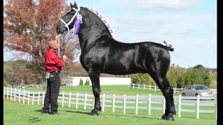 Windermere Farms Percherons Promotional Video [upl. by Renruojos]