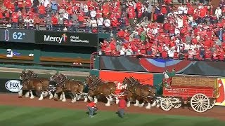 The Budweiser Clydesdales go around Busch Stadium for 2018 home opener [upl. by Emarie]